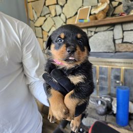 Little Yippie - Black and mahogany female Rottweiler puppy in Salt Lake City, Utah from Snubnose Rottweilers LLC