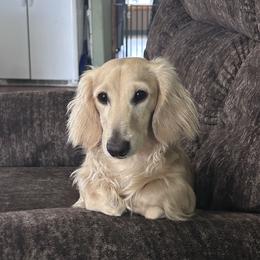 Chowder - Dachshund