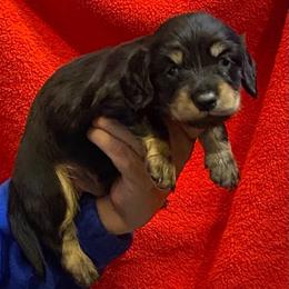 Pepe AKC full rights - Black and tan male Dachshund puppy in Elizabethtown, Kentucky from Teeny Tiny Puppy Tails