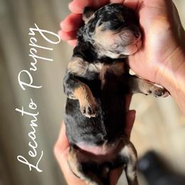 Uma - Tri-color female Bernedoodle puppy in Lecanto, Florida from Lecanto Puppy