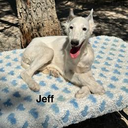 Jeff - White and fawn male Silken Windhound puppy in Pahrump, Nevada from Gwen Little's Borzois and Silken Windhounds