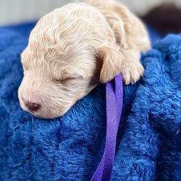 Purple collar girl - Apricot female Poodle puppy in Crete, Illinois from Plum Valley Pups