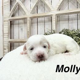 Molly - White female Coton de Tulear puppy in Cabool, Missouri from Big Gulch Puppies