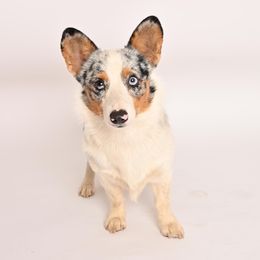 Boss - American Corgi