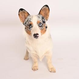 Boss - American Corgi