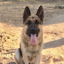 Lincoln - German Shepherd