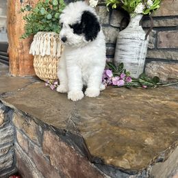 Aussiedoodle, Goldendoodle, Poodle, Saint Berdoodle, Saint Bernard, and Sheepadoodle Puppies from Rocky Ridge Ranch