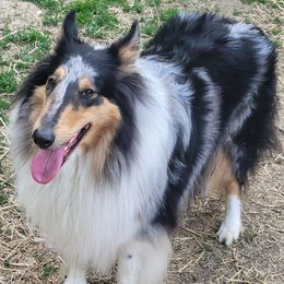 Willow - Collie