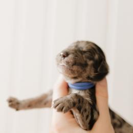 Haggard (Hag) - Blue Collar - Merle male Goldendoodle puppy in Newell, Iowa from Front Porch Goldens