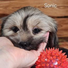 Sonic - Brown male Lhasa Apso puppy in Jefferson, New York from Absolute Lhasa Love