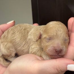 Garlic - Cream male Poodle puppy in Haines City, Florida from Noelle Poodles