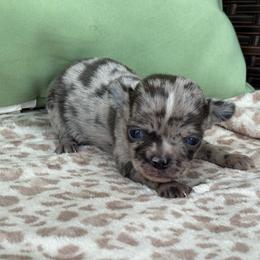 Jasper - Blue merle male Chihuahua puppy in Beckemeyer, Illinois from Guardian’s of the Chihuahuas