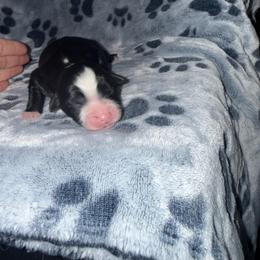 Margot - Black tri female Miniature Australian Shepherd puppy in Lacombe, Louisiana from Indigo River Aussies