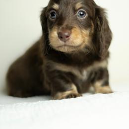 Dachshund Puppies from Lone River Dachshunds