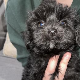 Boy 2 - Havanese puppy in Belleville, Arkansas from Hippiehavs