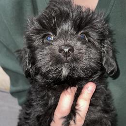 Boy 2 - Havanese puppy in Belleville, Arkansas from Hippiehavs