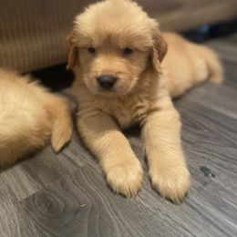 Golden Retriever and Siberian Husky Puppies from Nevani Goldens & Siberians