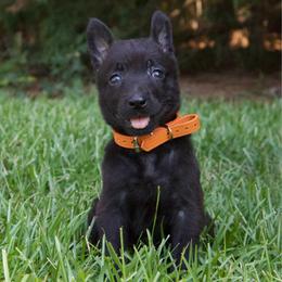 Orange Collar Female - Black brindle female Dutch Shepherd puppy in Fayetteville, North Carolina from Iron Sight K9s