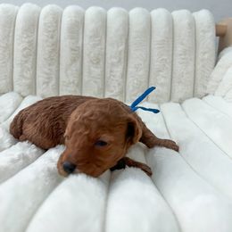 Goldendoodle Puppies from Desert Paws Doodles