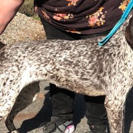 Bella - German Shorthaired Pointer