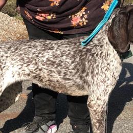 Bella - German Shorthaired Pointer
