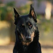 Provence - Beauceron