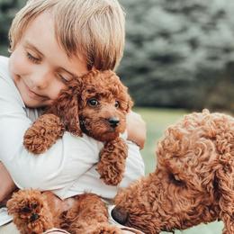Cavapoo and Poodle Puppies from Freckle Paw Poodles