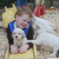 Clumber Spaniel and Irish Red and White Setter Puppies from NyaStar & Chequamegon