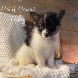CHANEL - Black and white female Pomsky puppy in Hugo, Oklahoma from The Posh & Pampered Pomsky