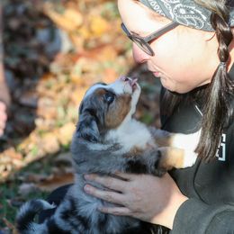 Sienna - female Miniature American Shepherd puppy in Valparaiso, Indiana from Wigglebutt