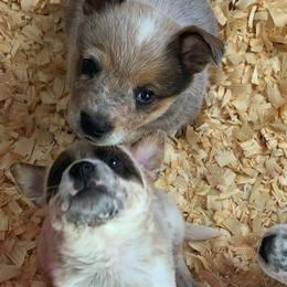 Australian Cattle Dog Puppies from Australian cattle dog company