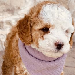 Goldendoodle and Poodle Puppies from Doodle Puppy Parti