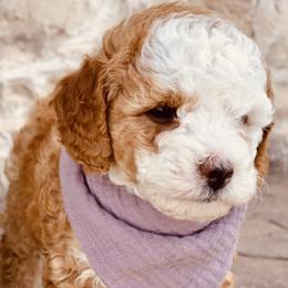 Goldendoodle and Poodle Puppies from Doodle Puppy Parti