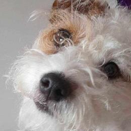 Rumor - Parson Russell Terrier