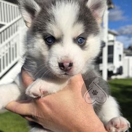 Nitro - Blue male Pomsky puppy in Spokane, Washington from CJ White's Poms and Pomskies