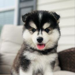 Crow - Black and white male Pomsky puppy in Memphis, Missouri from Happy Hills Kennels