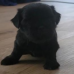 Sable - Black and white female Shih Tzu puppy in Kill Devil Hills, North Carolina from AKC Shih Tzu Champion Line Puppies