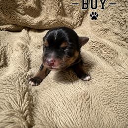 Sig - Black and tan male Yorkshire Terrier puppy in Goode, Virginia from Glass Hill Yorkies