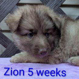 Zion - Liver male German Shepherd puppy in Olean, New York from F&B Kennels