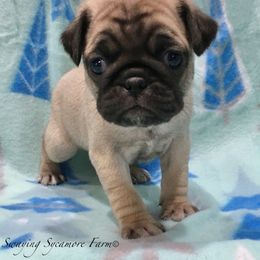 Pug and Shih Tzu Puppies from Swaying Sycamore Farm