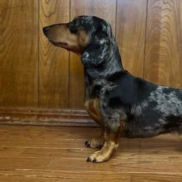 Wolfie - Dachshund