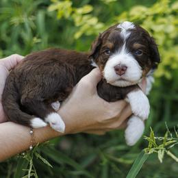 Fin - Brown and white male Bernedoodle puppy in Gilbert, Arizona from Safe Havynn Doodles