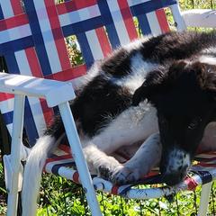 BelVento Some Kind of Wonderful - Black male Borzoi puppy in Purcellville, Virginia from BelVento