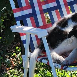 BelVento Some Kind of Wonderful - Black male Borzoi puppy in Purcellville, Virginia from BelVento