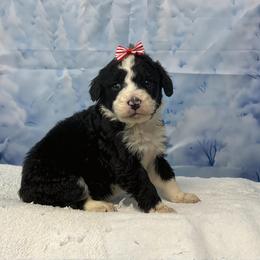 Bubbles - Black and white female Bernedoodle puppy in Owenton, Kentucky from Elagant Acres
