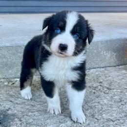 Manny - Black tri-color male Australian Shepherd puppy in Loda, Illinois from Pilcher Farms