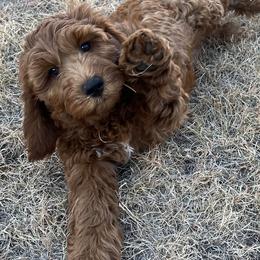 Eden's Yellow Male - Apricot male Goldendoodle puppy in Great Falls, Montana from Montana Goldendoodles