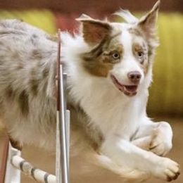 Australian Shepherds from Kluna's Australian Shepherds