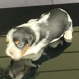 Cavalier King Charles Spaniel Puppies from Misty Meadow Cavaliers