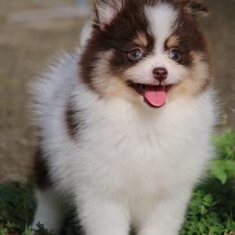 Tessa - Chocolate female Pomsky puppy in Junction City, Ohio from JC Pups